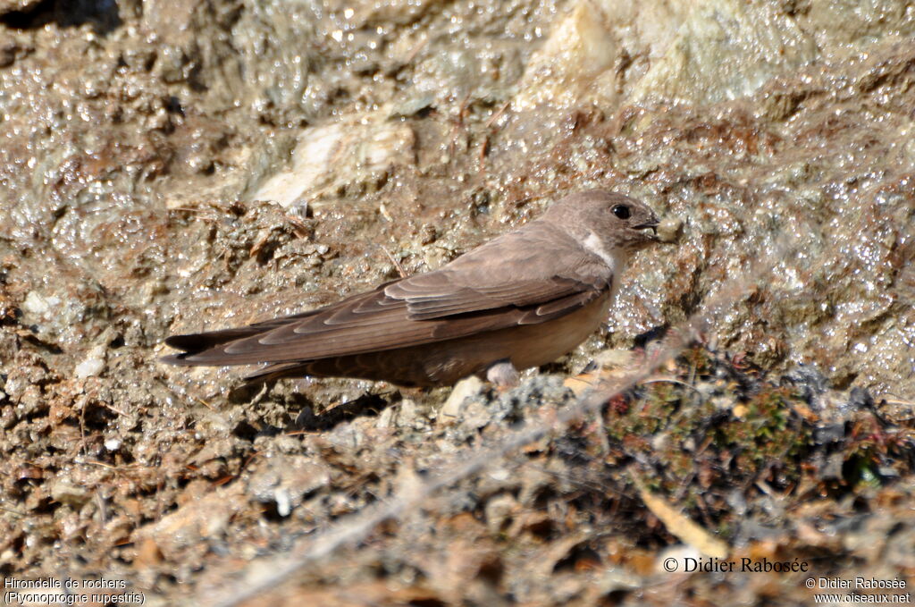 Eurasian Crag Martinadult, Behaviour