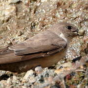 Eurasian Crag Martin