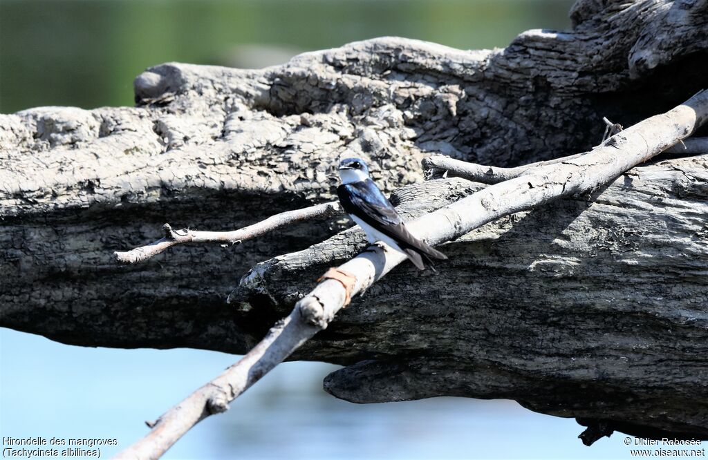 Hirondelle des mangroves