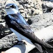 Mangrove Swallow