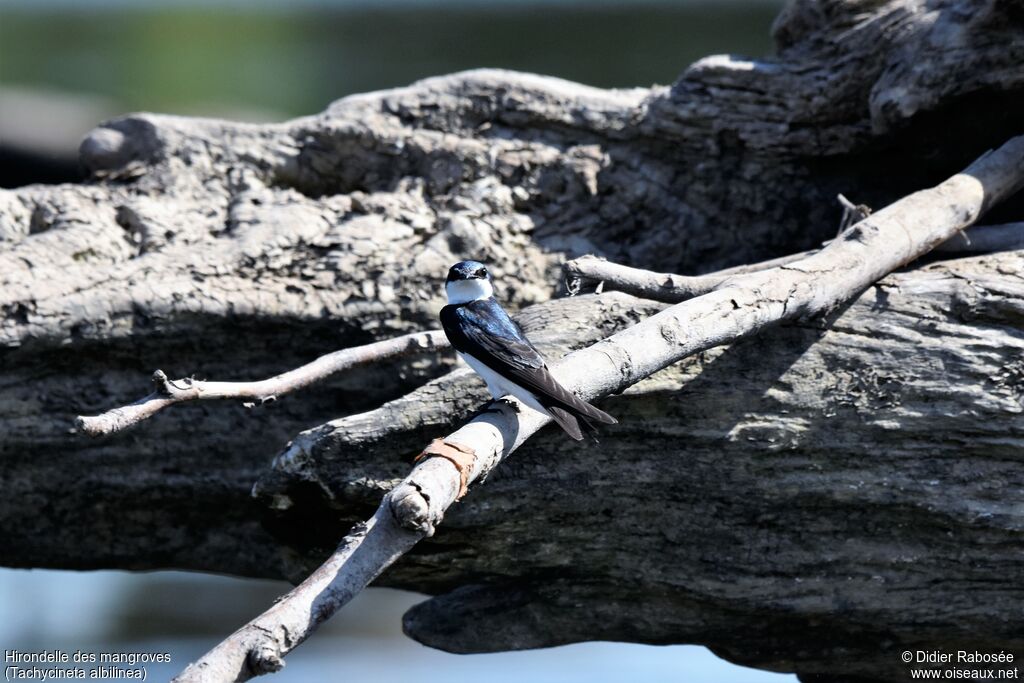 Mangrove Swallow