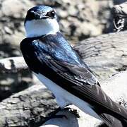 Mangrove Swallow