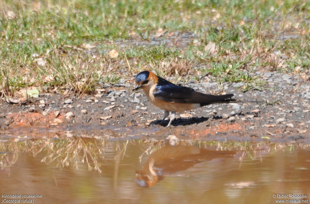 Hirondelle rousselineadulte, Comportement