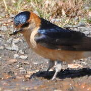 Red-rumped Swallow