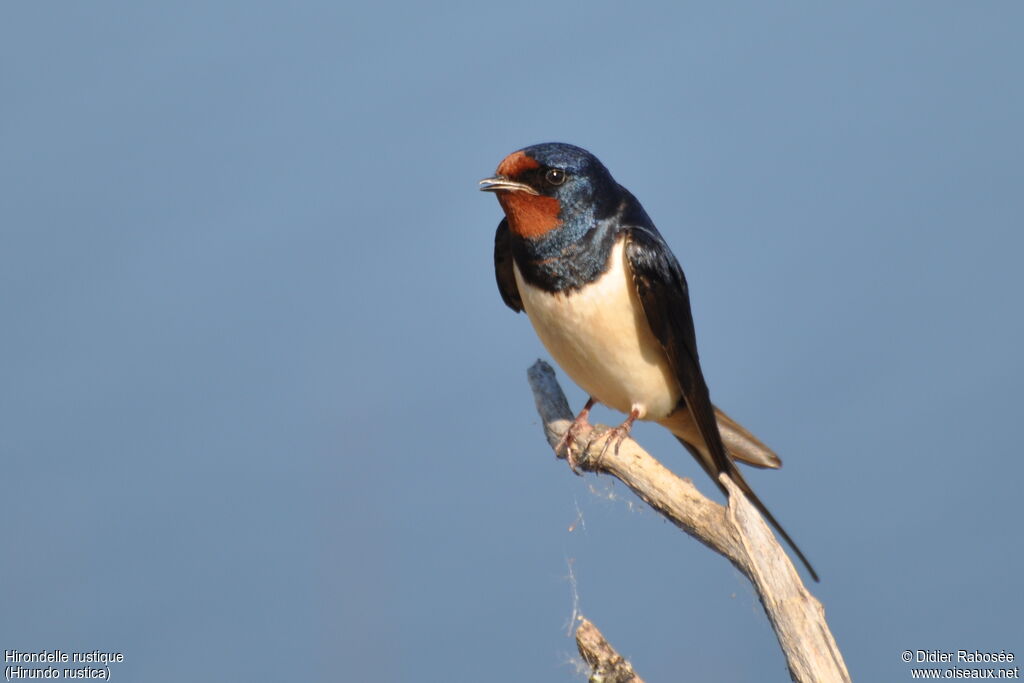 Barn Swallowadult