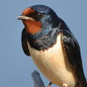 Barn Swallow