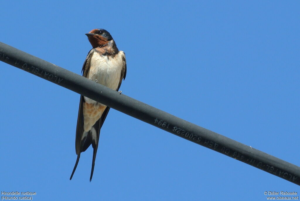 Barn Swallow male adult breeding