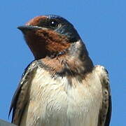 Barn Swallow