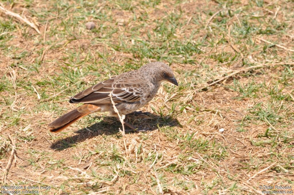 Rufous-tailed Weaveradult