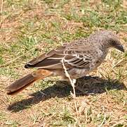 Rufous-tailed Weaver