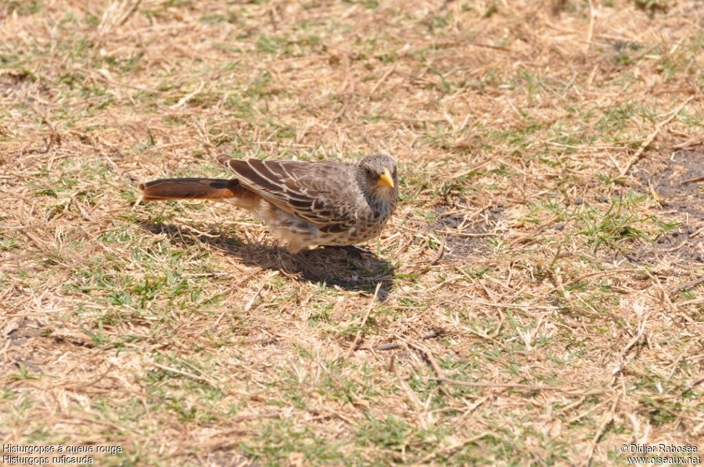 Rufous-tailed Weaverjuvenile