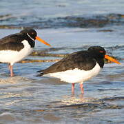 Eurasian Oystercatcher