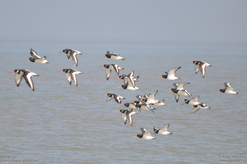 Eurasian Oystercatcher, Flight