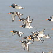 Eurasian Oystercatcher