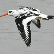 Eurasian Oystercatcher