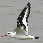 Eurasian Oystercatcher