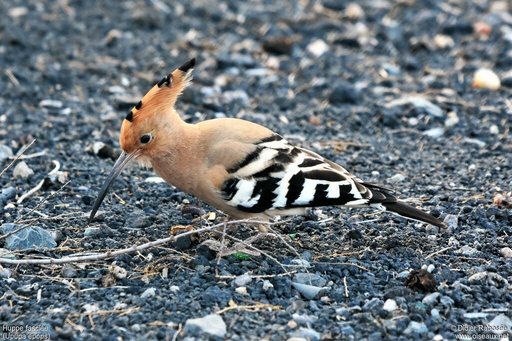 Eurasian Hoopoe