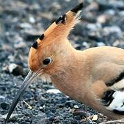 Eurasian Hoopoe