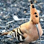 Eurasian Hoopoe