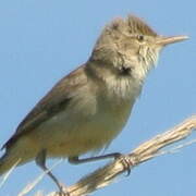 Eastern Olivaceous Warbler