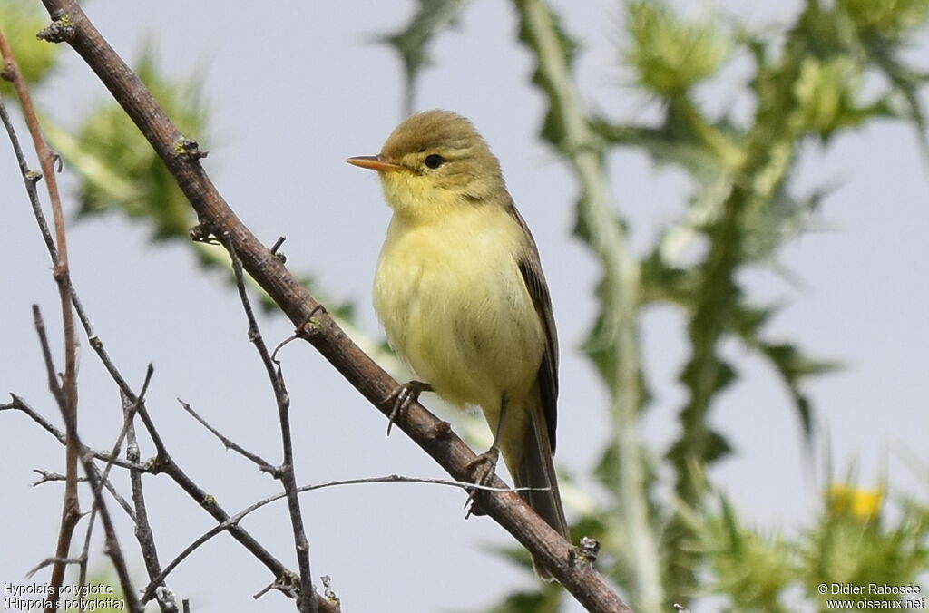 Melodious Warbler male adult