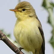 Melodious Warbler