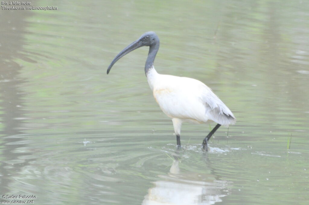 Ibis à tête noire