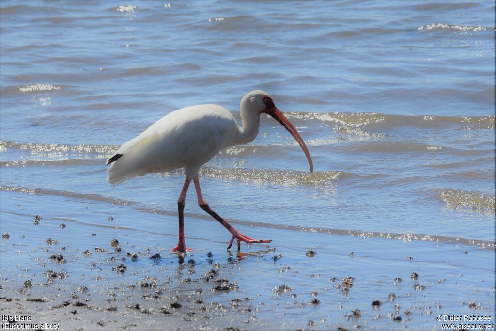 American White Ibis