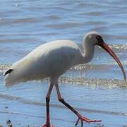 American White Ibis