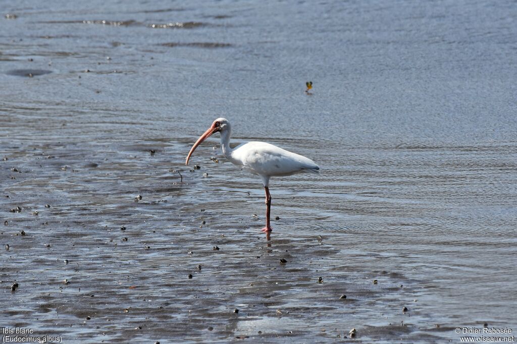 Ibis blanc