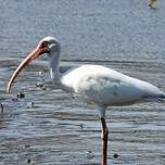 Ibis blanc