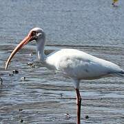 American White Ibis