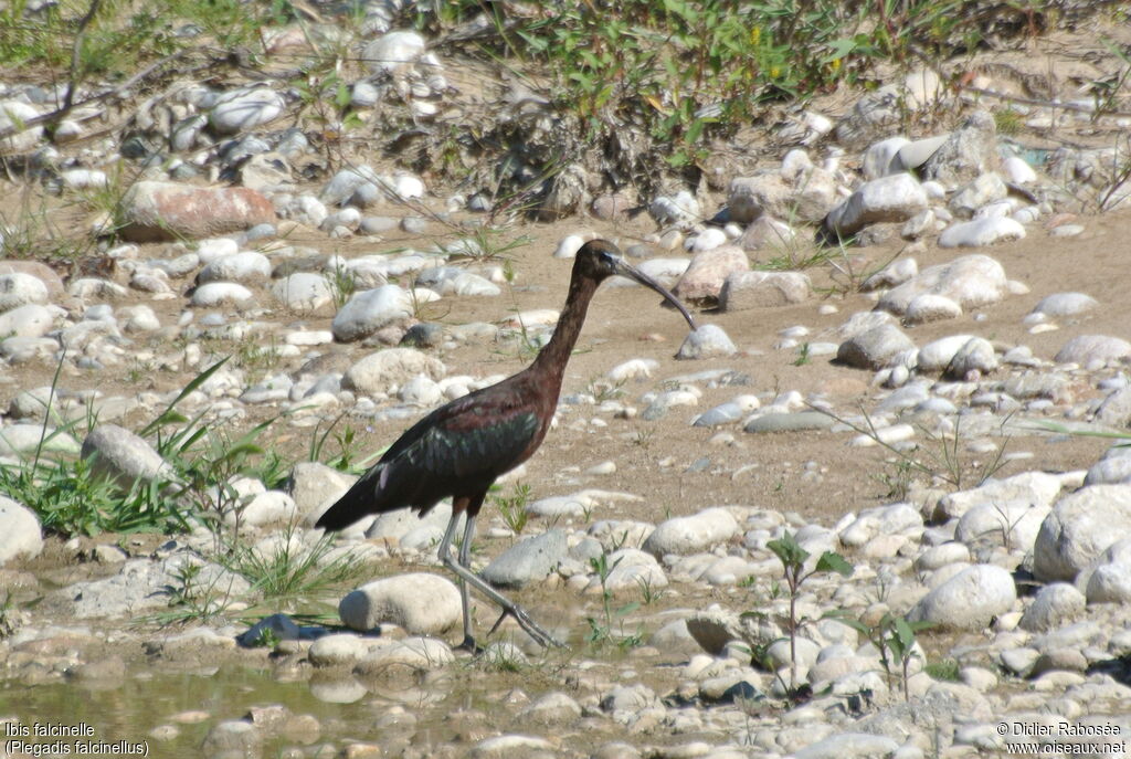 Glossy Ibis