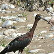 Ibis falcinelle