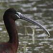 Ibis falcinelle