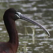 Glossy Ibis