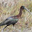 Ibis falcinelle