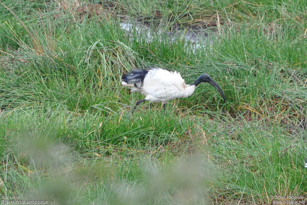 Ibis sacréadulte