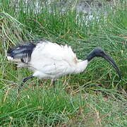 African Sacred Ibis