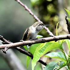 Colibri scintillant