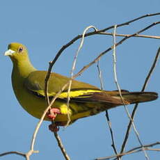 Colombar à double collier