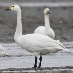 Cygne de Bewick