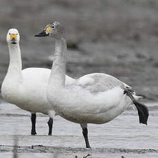 Cygne de Bewick