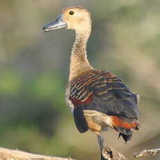 Dendrocygne siffleur