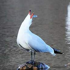 Goéland d'Audouin