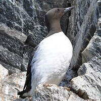 Guillemot de Troïl