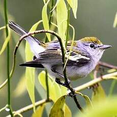 Paruline à flancs marron