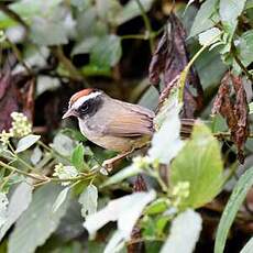 Paruline sombre