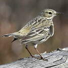 Pipit farlouse