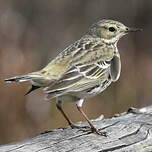 Pipit farlouse